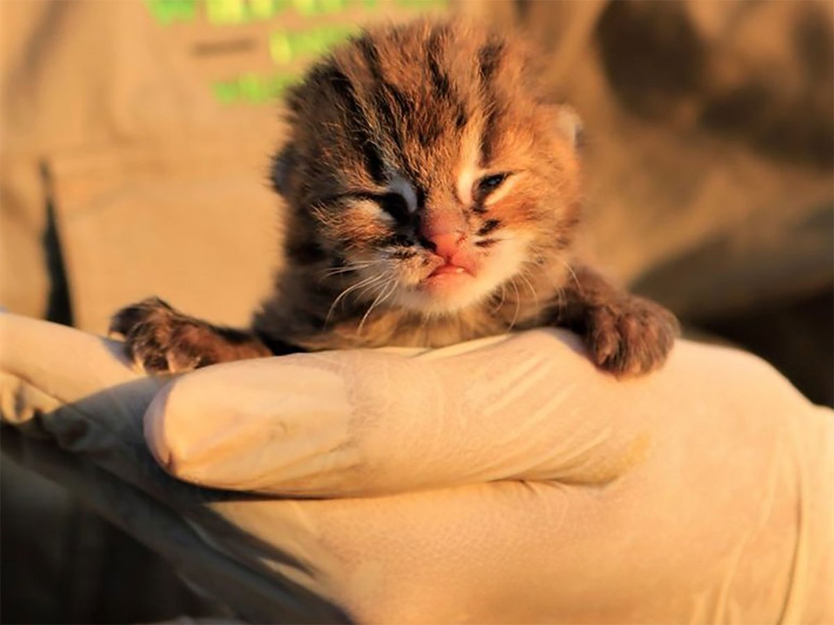 Маленький кот в мире