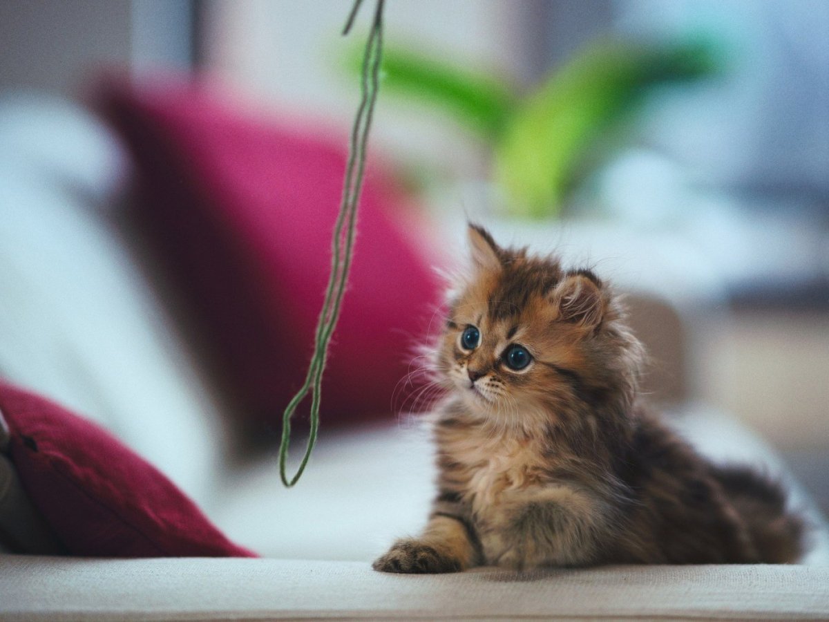 Самые красивые котята