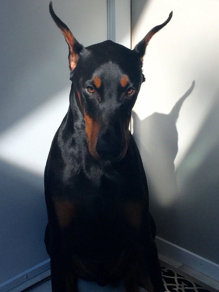 Доберман-пинчер Эстетика