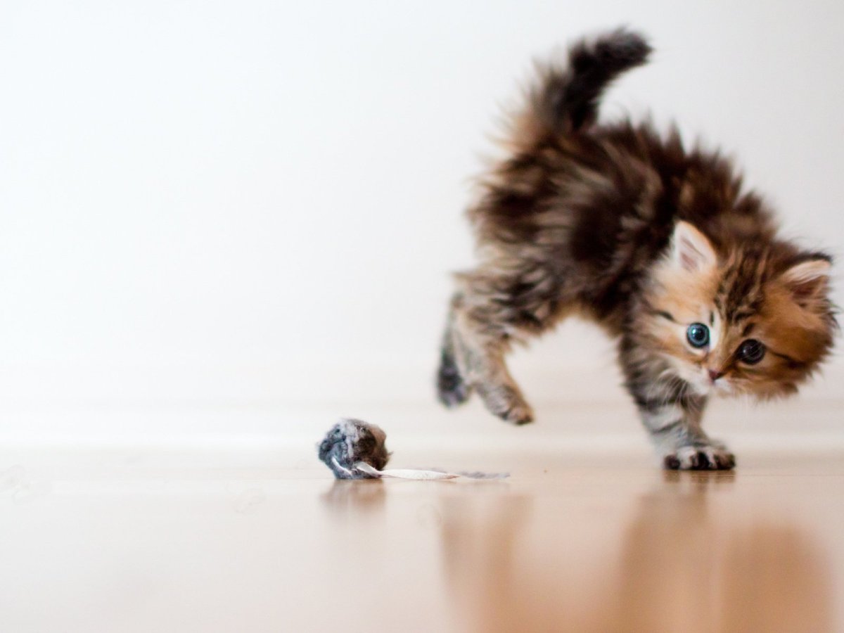 Котята милые и пушистые маленькие