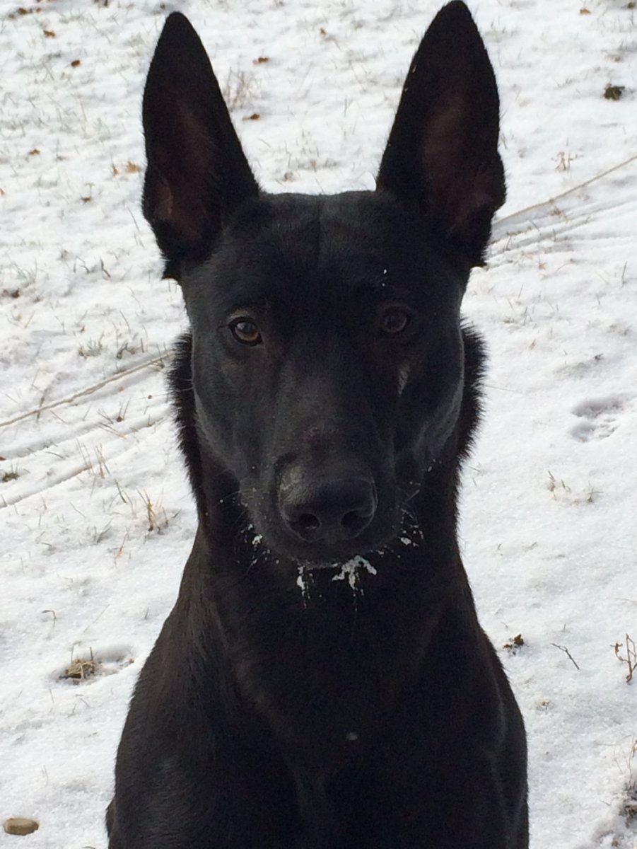 Картинки добермана