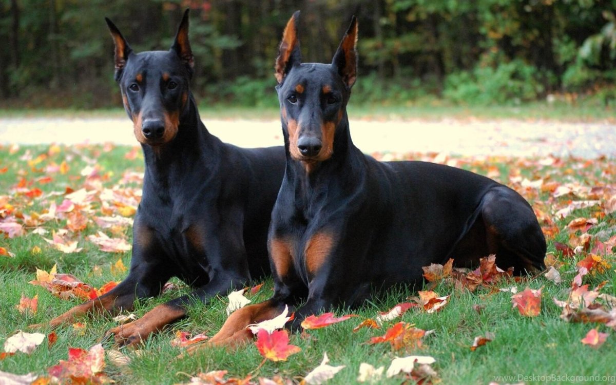 Порода собак Доберман-пинчер