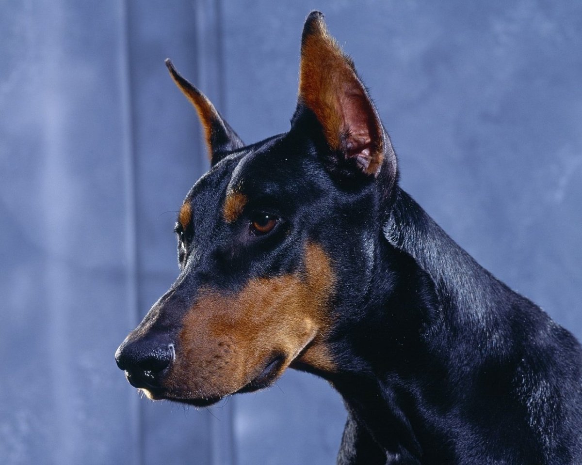 Собака Доберман