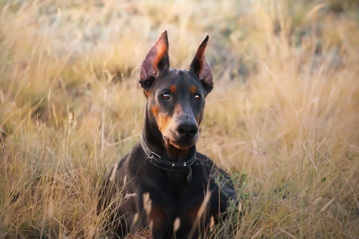 Галлийский Доберман