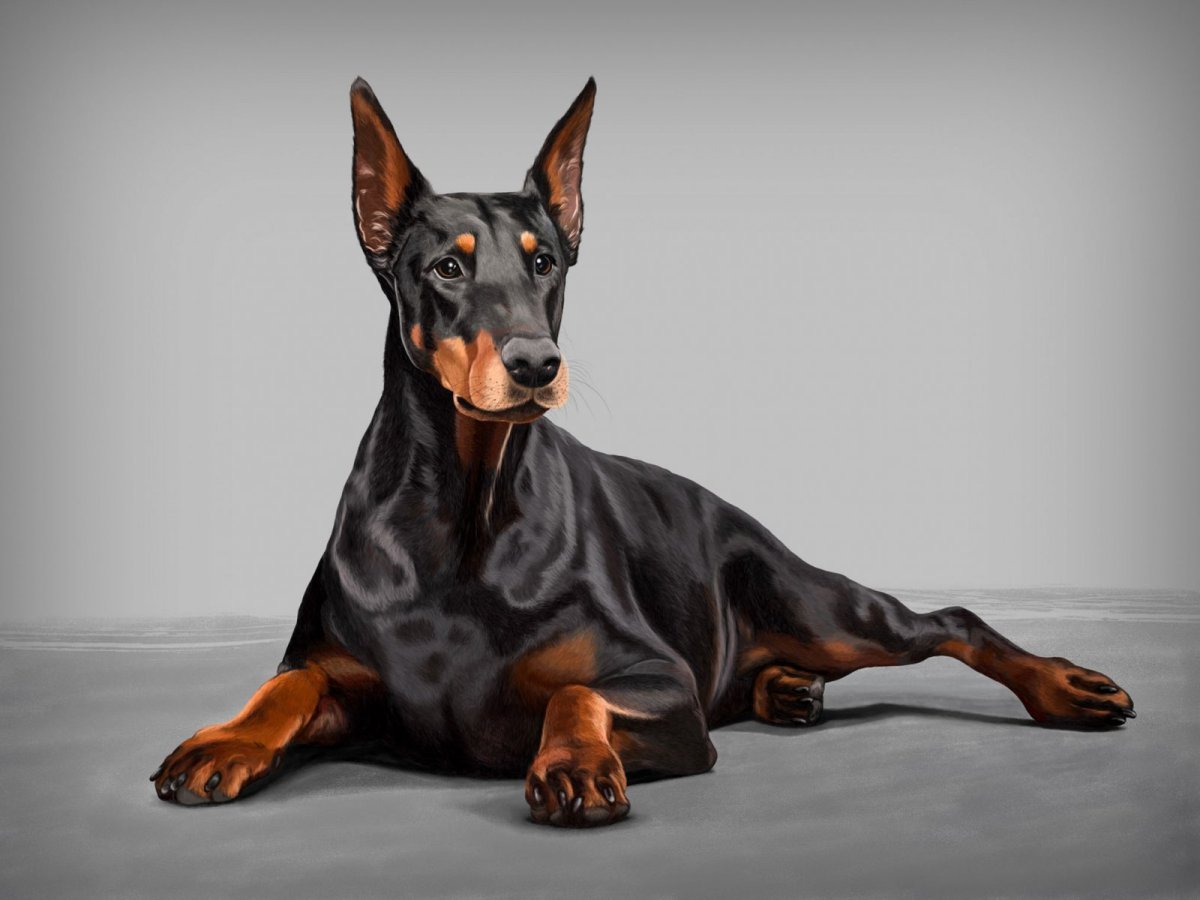 Доберман-пинчер щенок