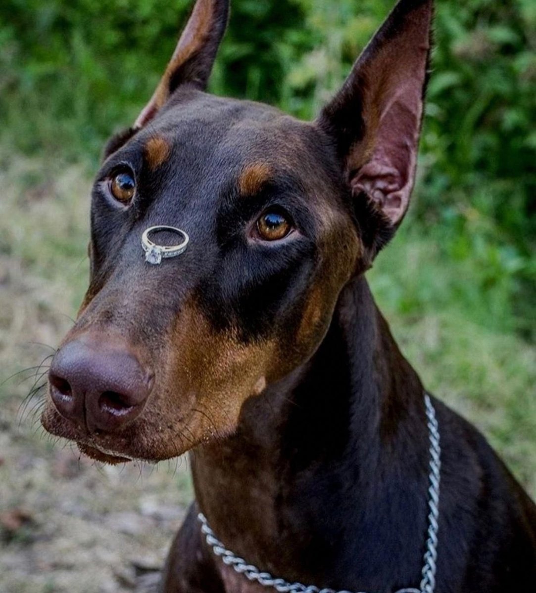 Порода собак Доберман