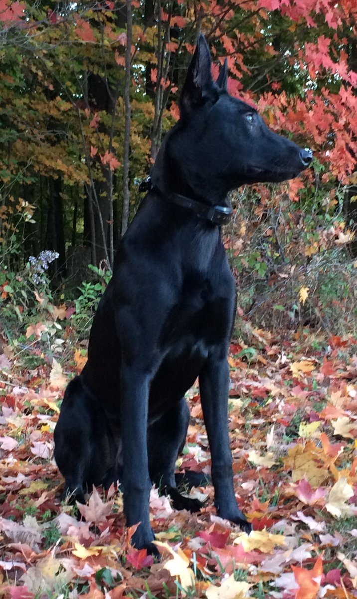 Бельгийская овчарка малинуа черная