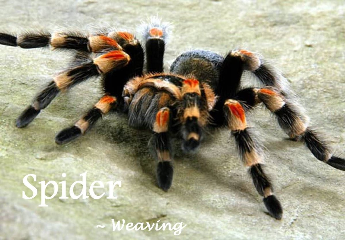 Паук птицеед Poecilotheria Metallica