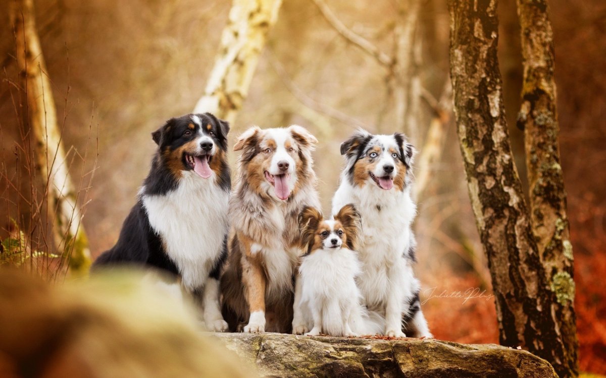 Много собак