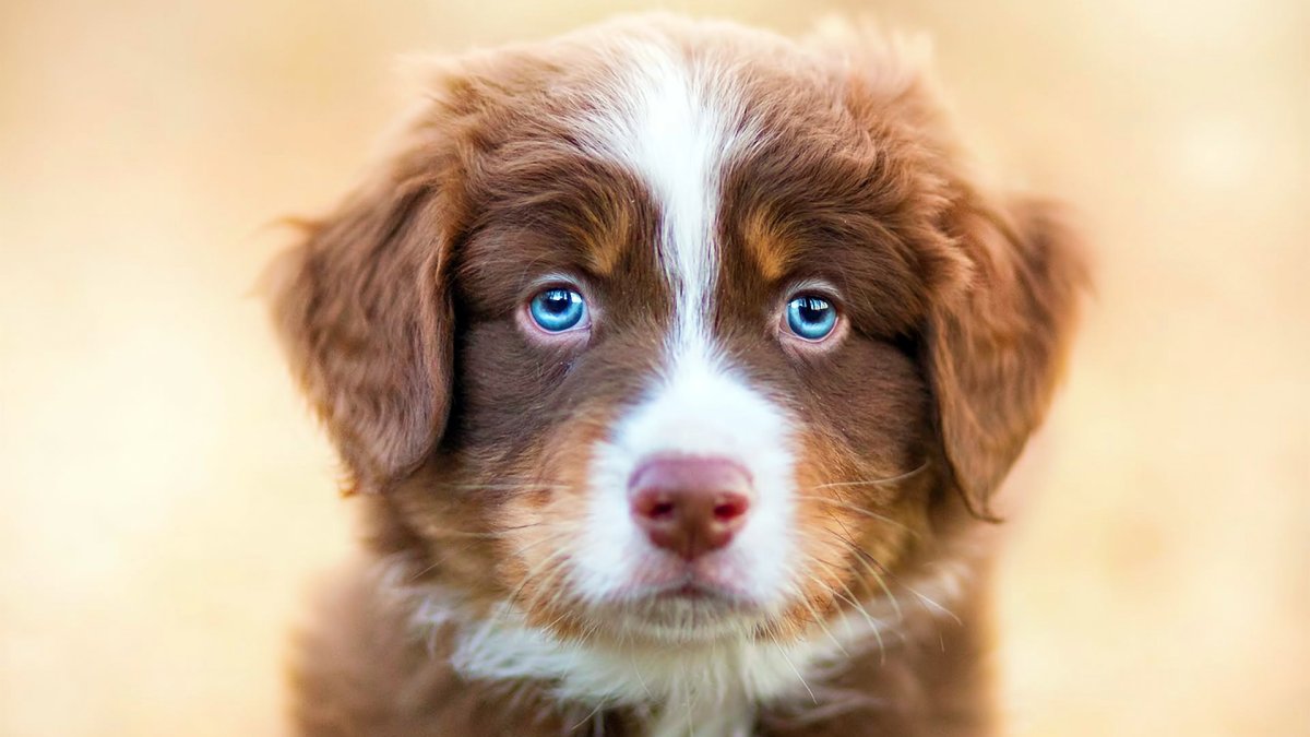 Шелти и бордер колли