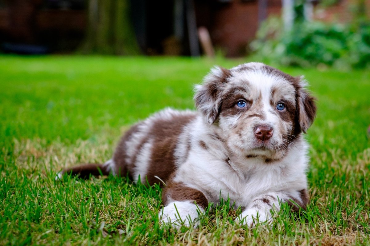 Бордер колли и лабрадор