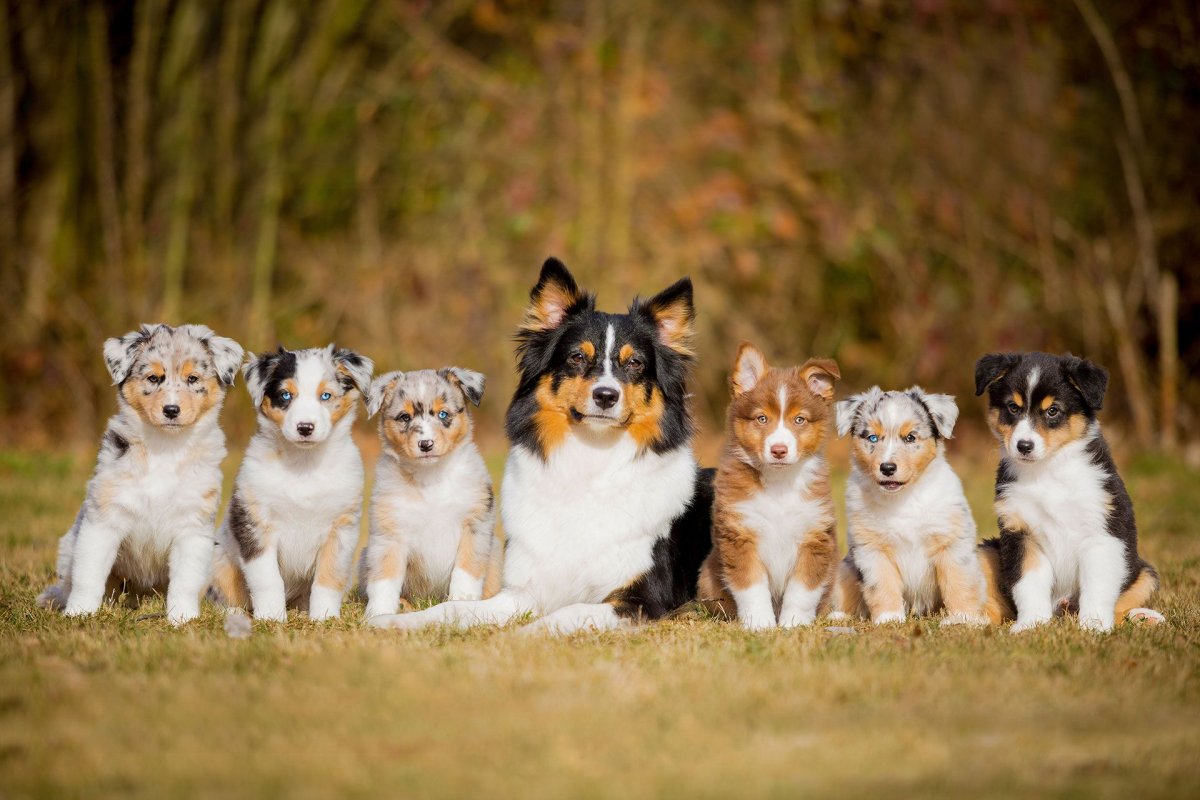 Собака немецкая овчарка