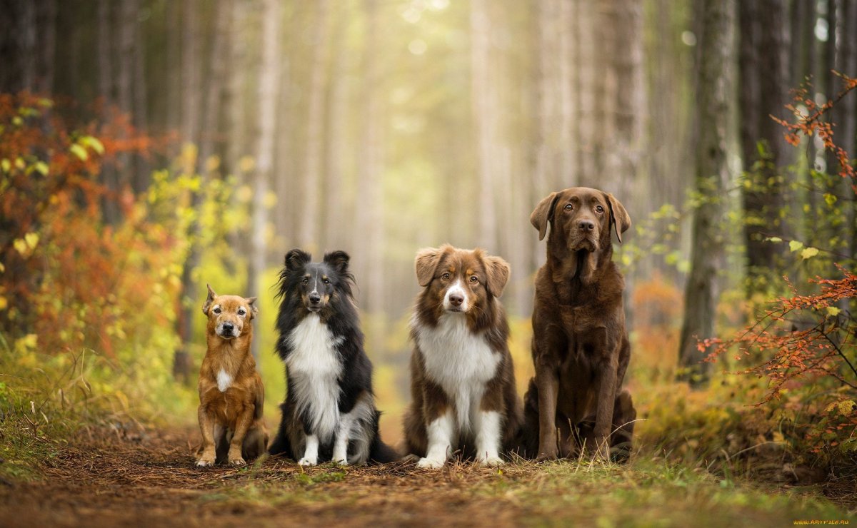 Разные собаки
