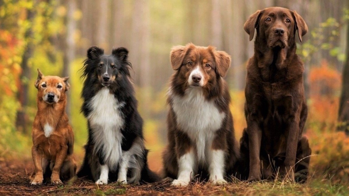 Померанский Пуппи