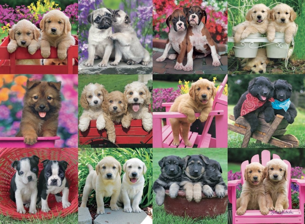 Австралийская овчарка аусси щенок