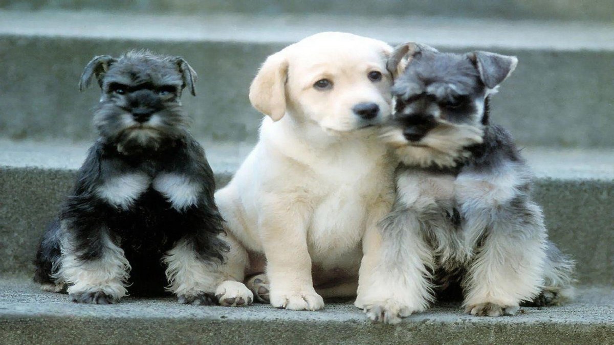 Лабрадор ретривер золотистый щенки