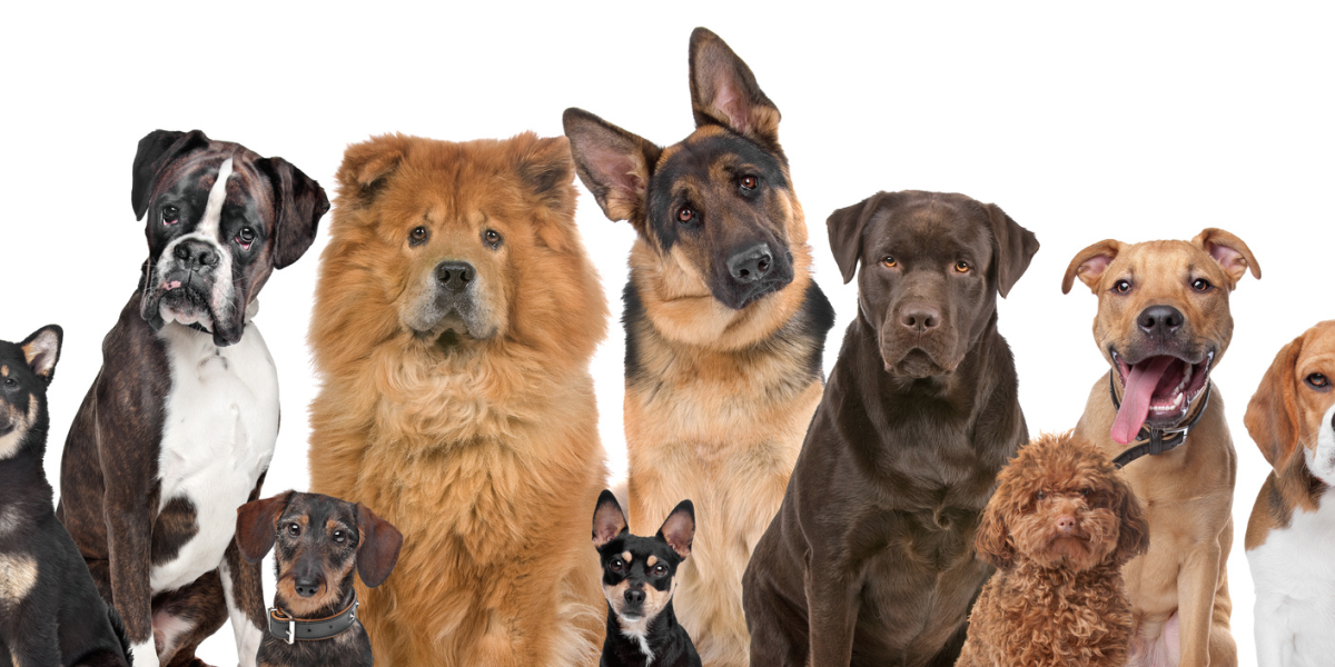 Бигль и далматинец