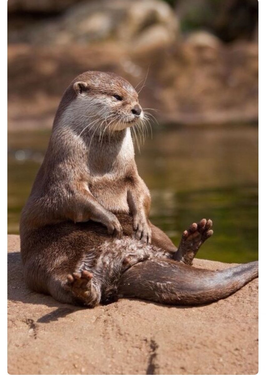 Испуганный бобер