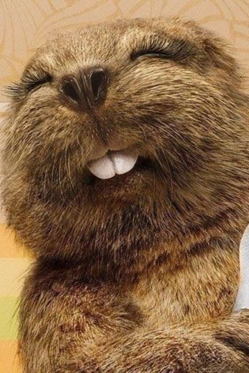 Бобр с бревном