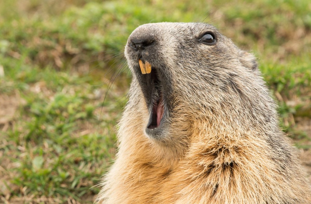 Лесной сурок (Marmota monax)