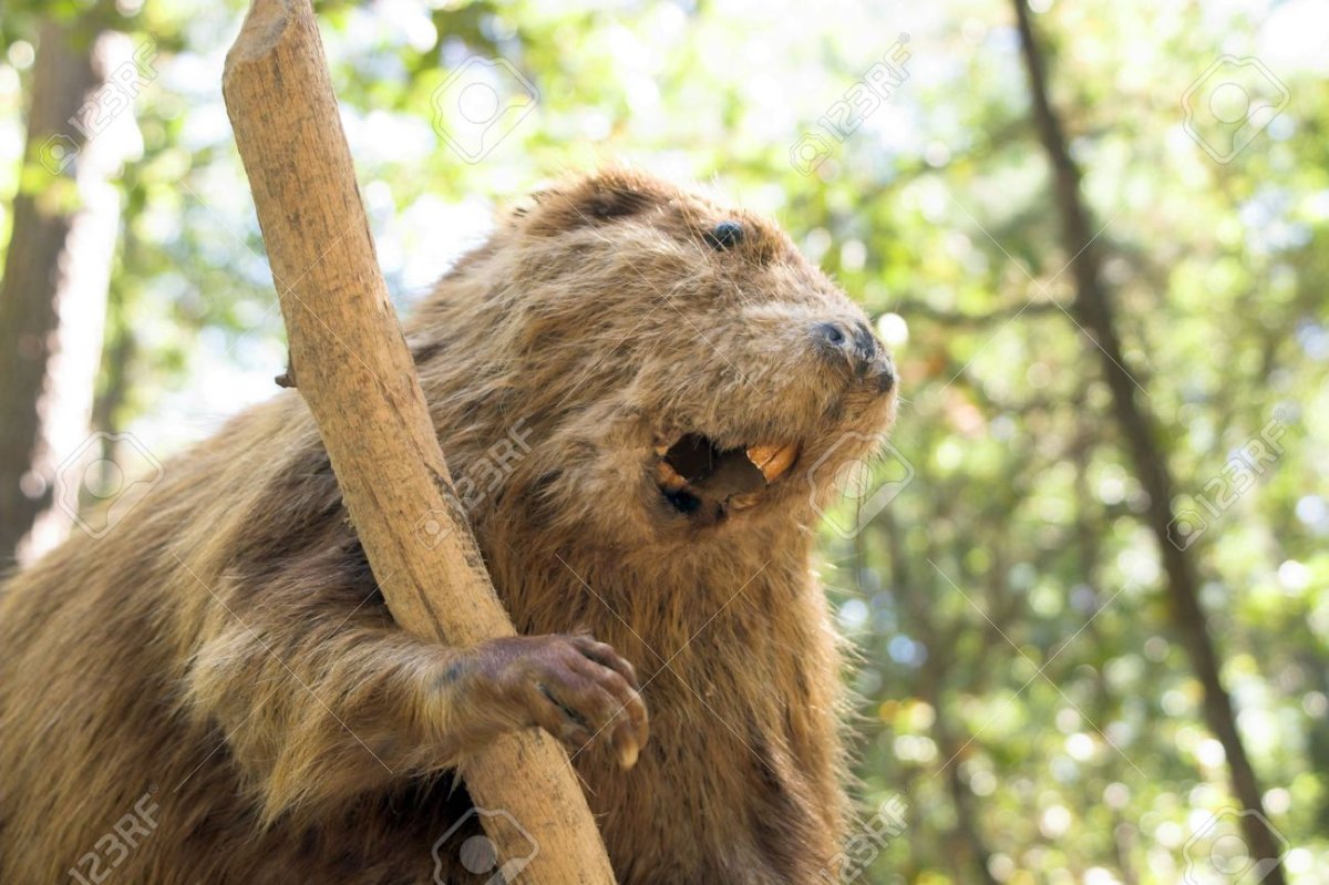 Бобры рисунок