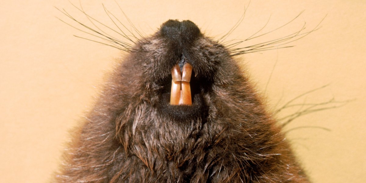 Австралийская выдра