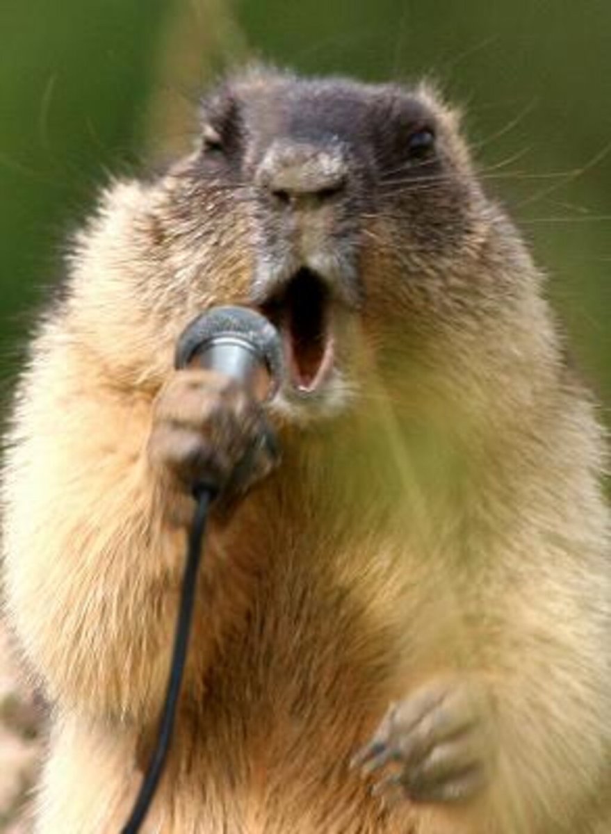 Жирный бобер