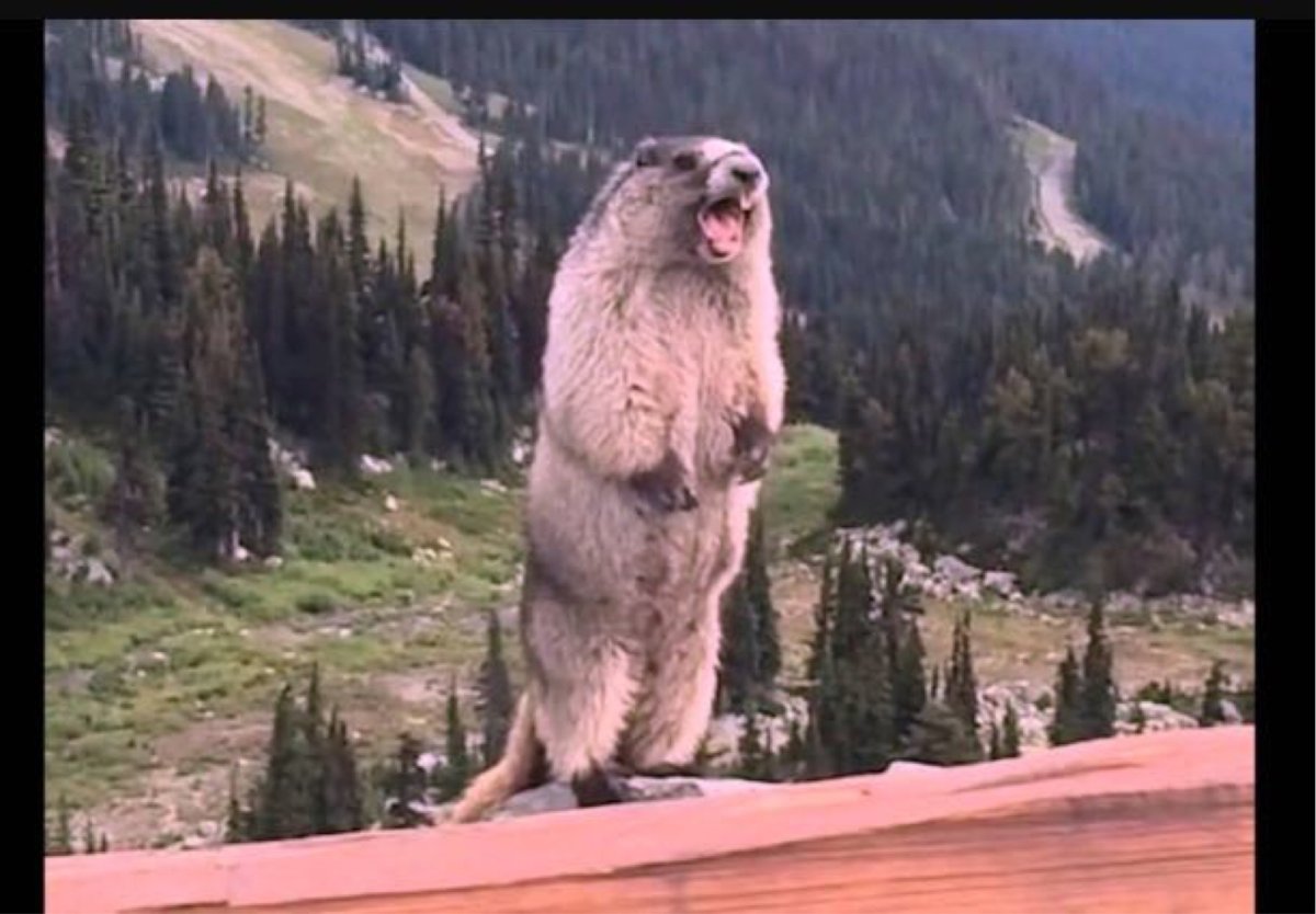 Боброе утро