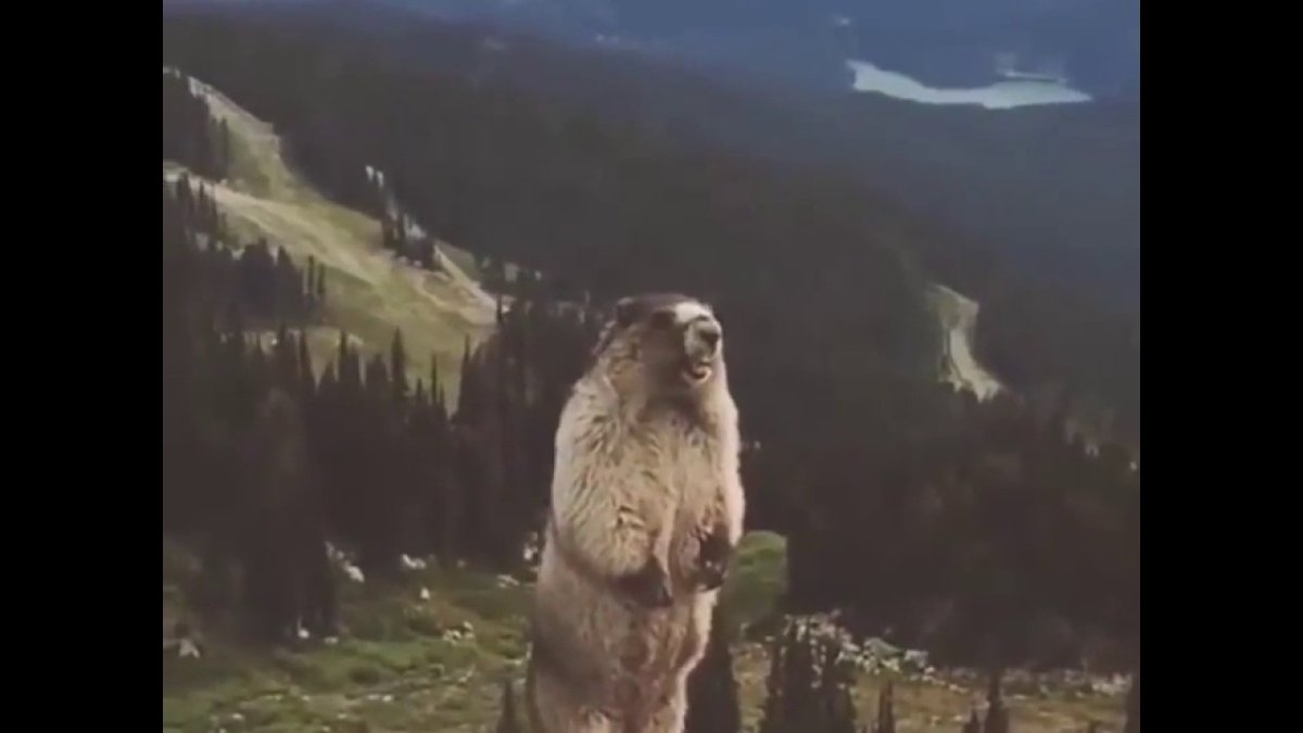 Злой суслик