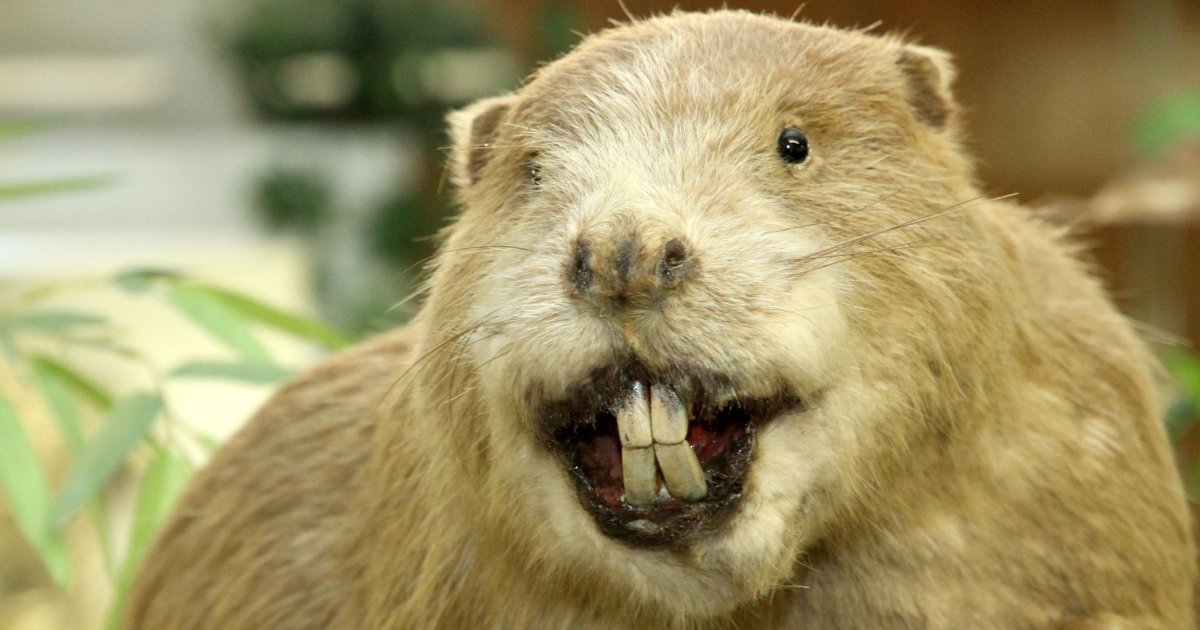 Сурок обыкновенный Байбак