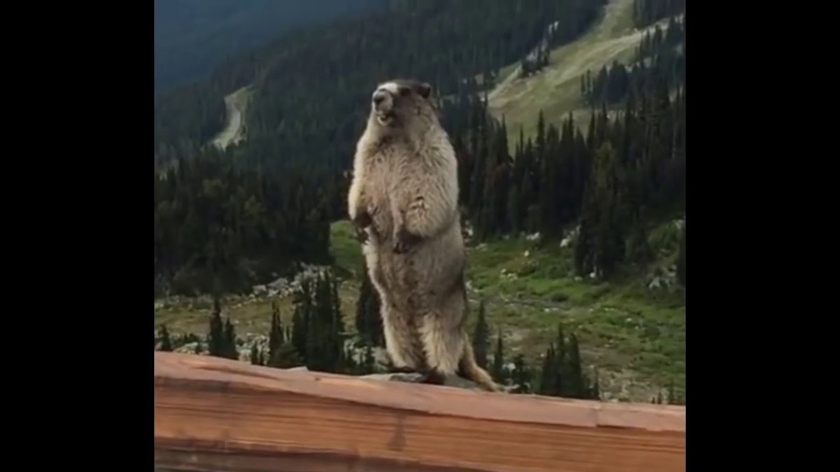 Выдра и бобер