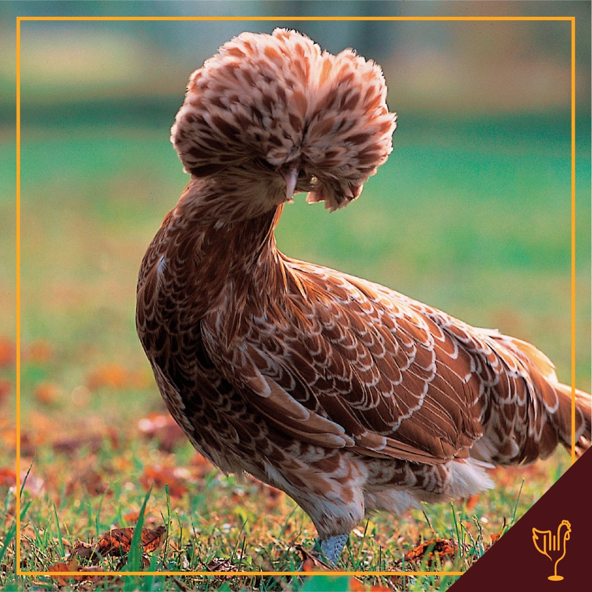 Падуан курчавый