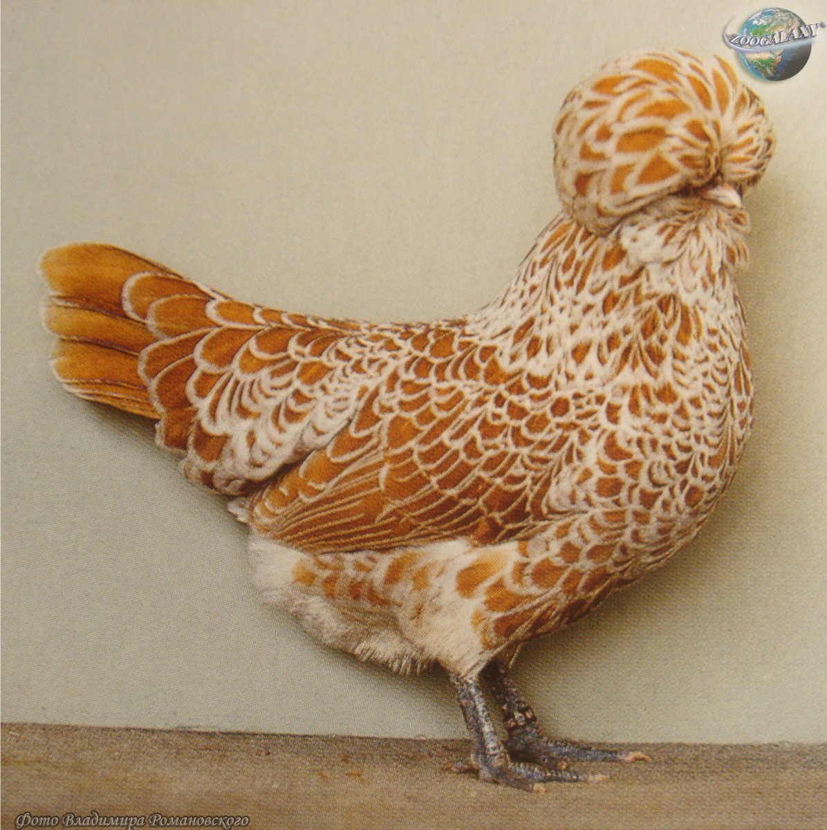 Падуан золотисто-пятнистый