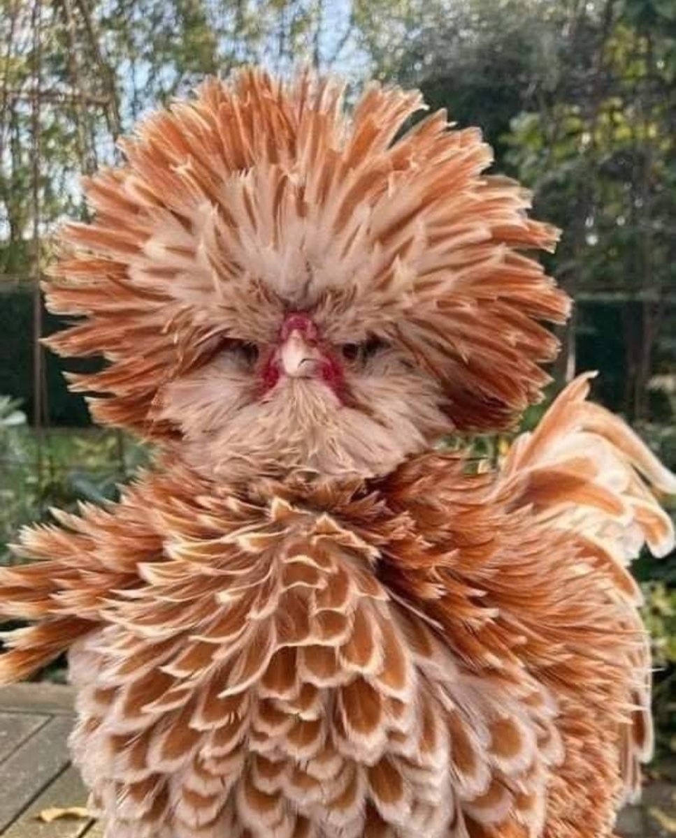 Падуан курчавый