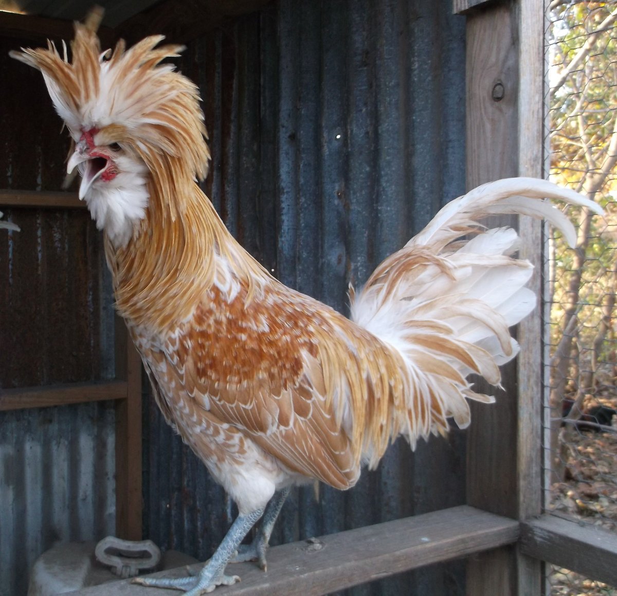 Бентамки Гамбургская