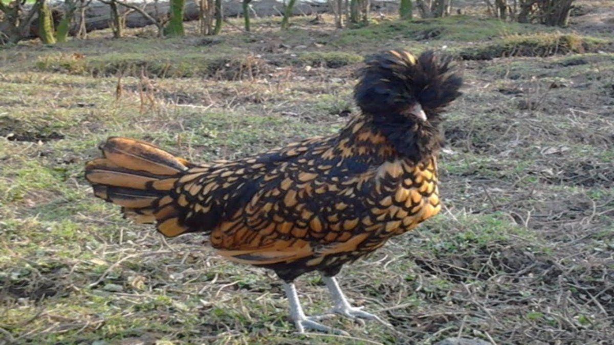 Падуан Шамоа