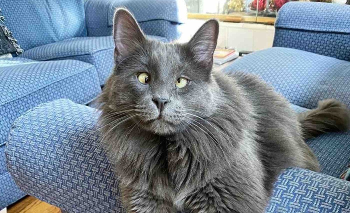 Тайская кошка косоглазие