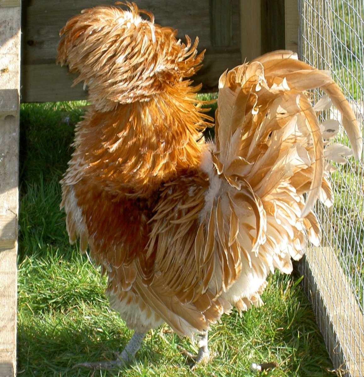 Падуан Шамоа порода