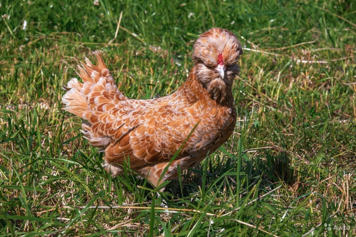 Падуан Шамоа