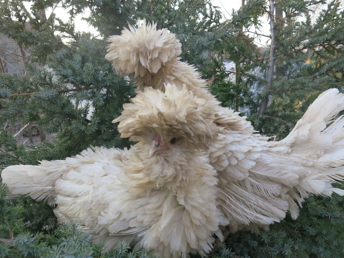 Падуан курчавый