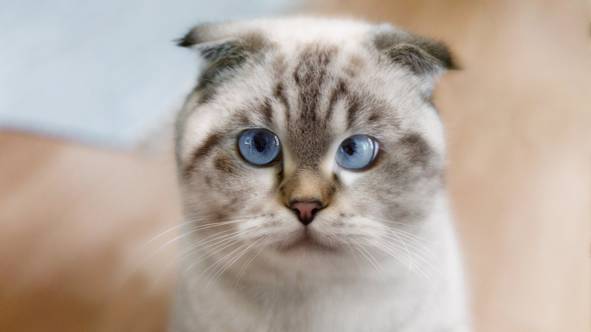 Сиамский кот косоглазый