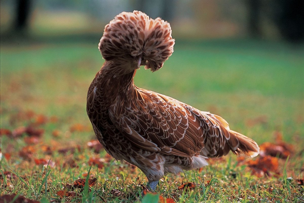 Падуан цыплята