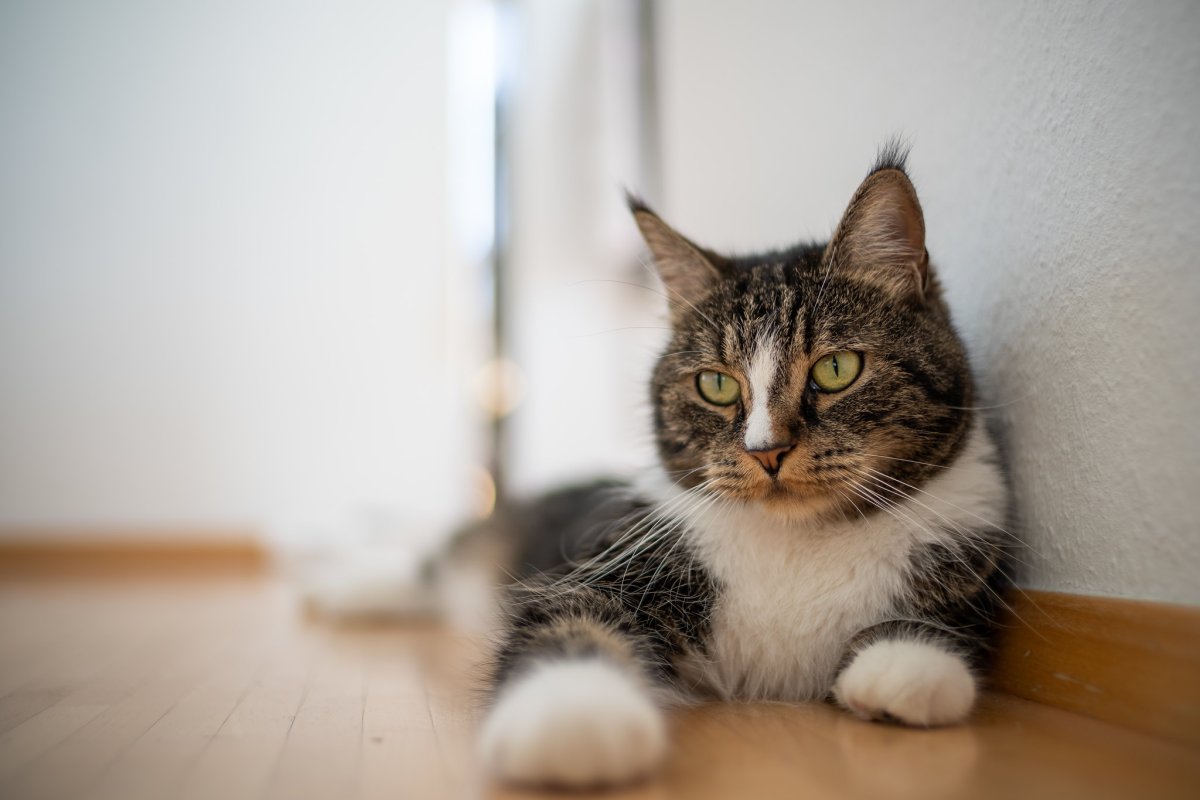 Королевская Сиамская кошка