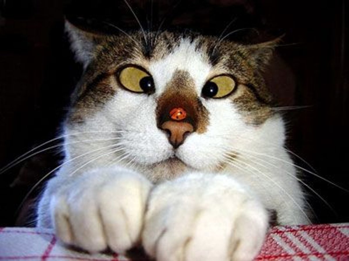 Смешной кот