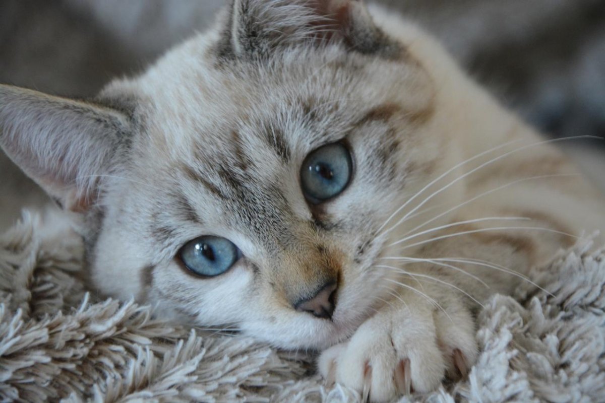 Коты ориенталы 7рузины