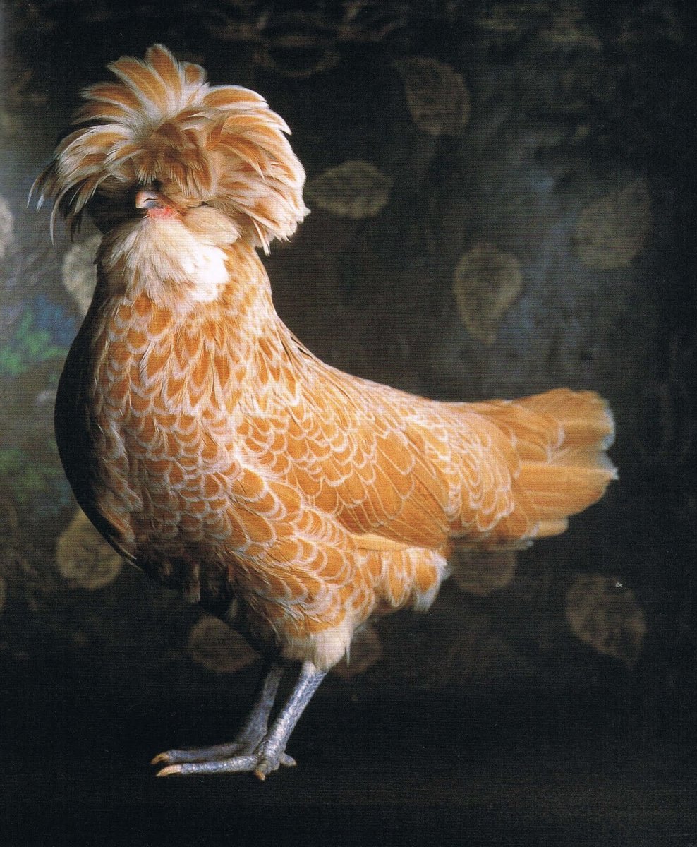 Куры шершетки курчавые