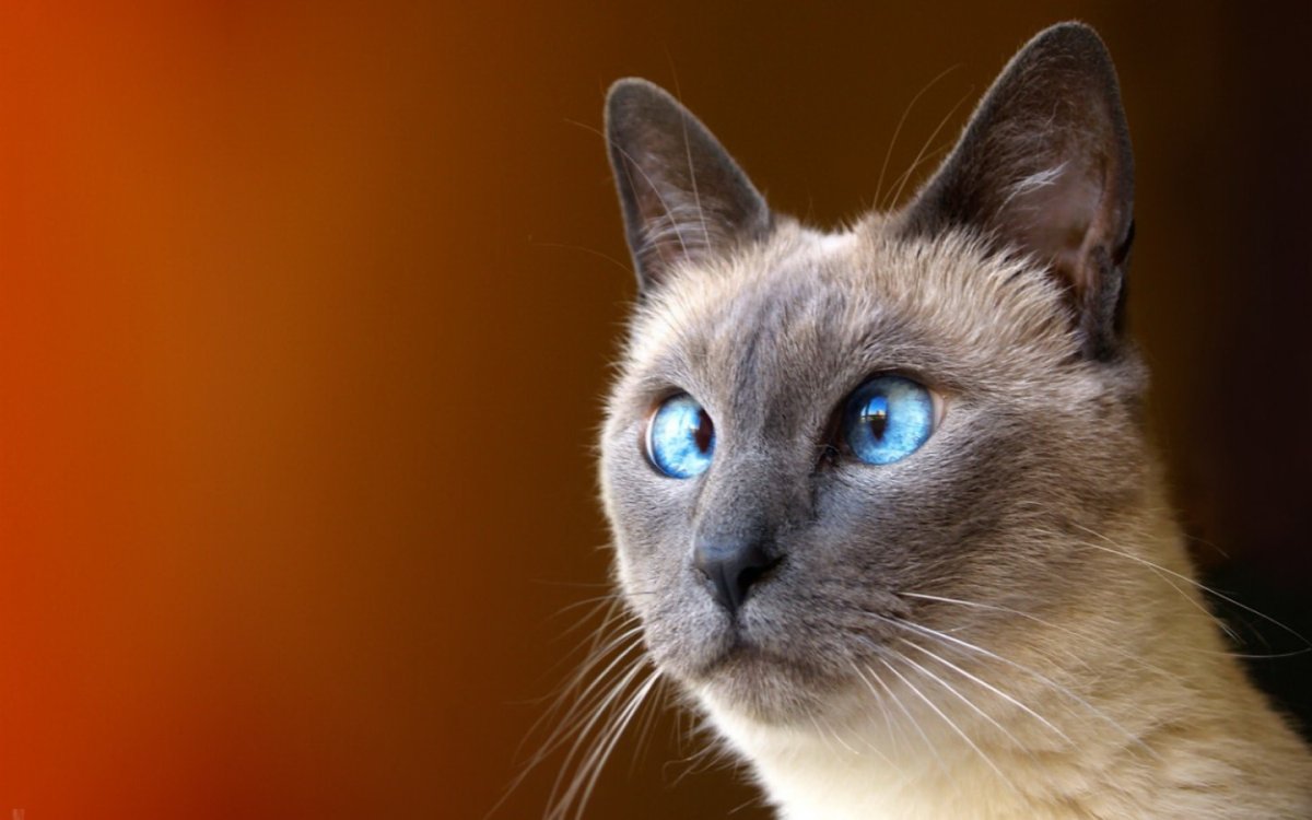 Сиамский кот косоглазый