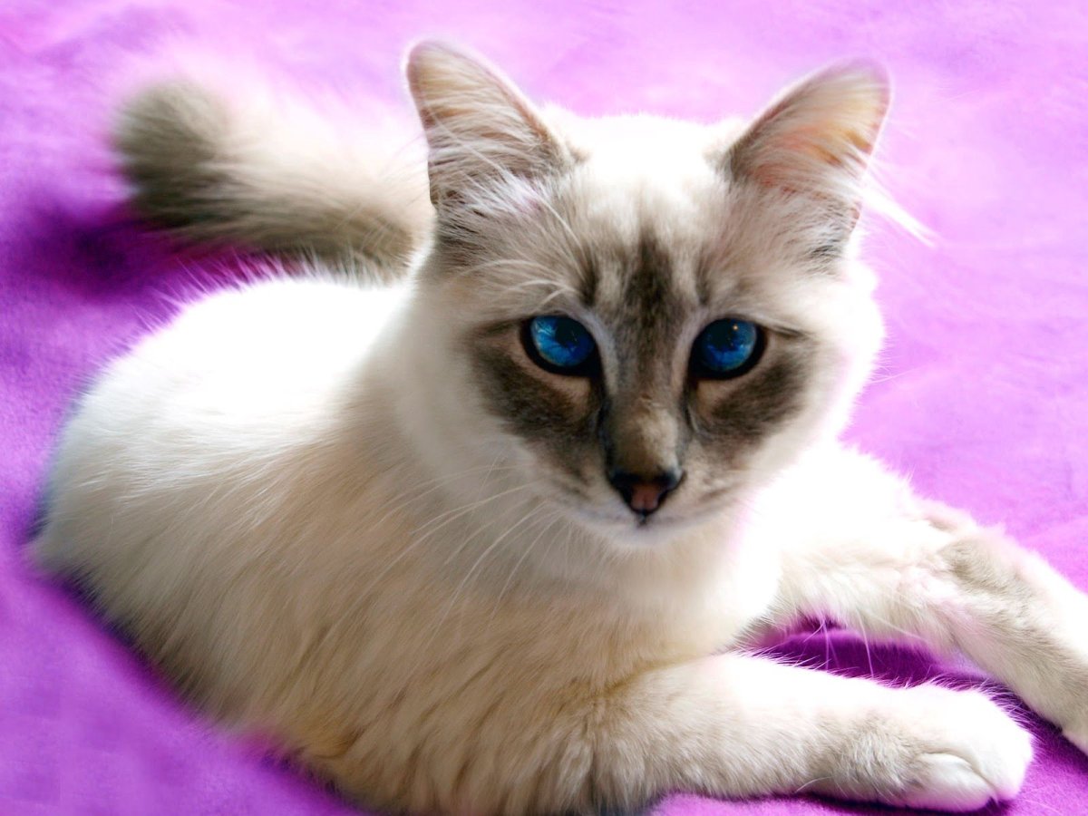Смешные морды кошек