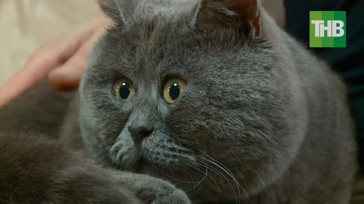 Сиамская кошка