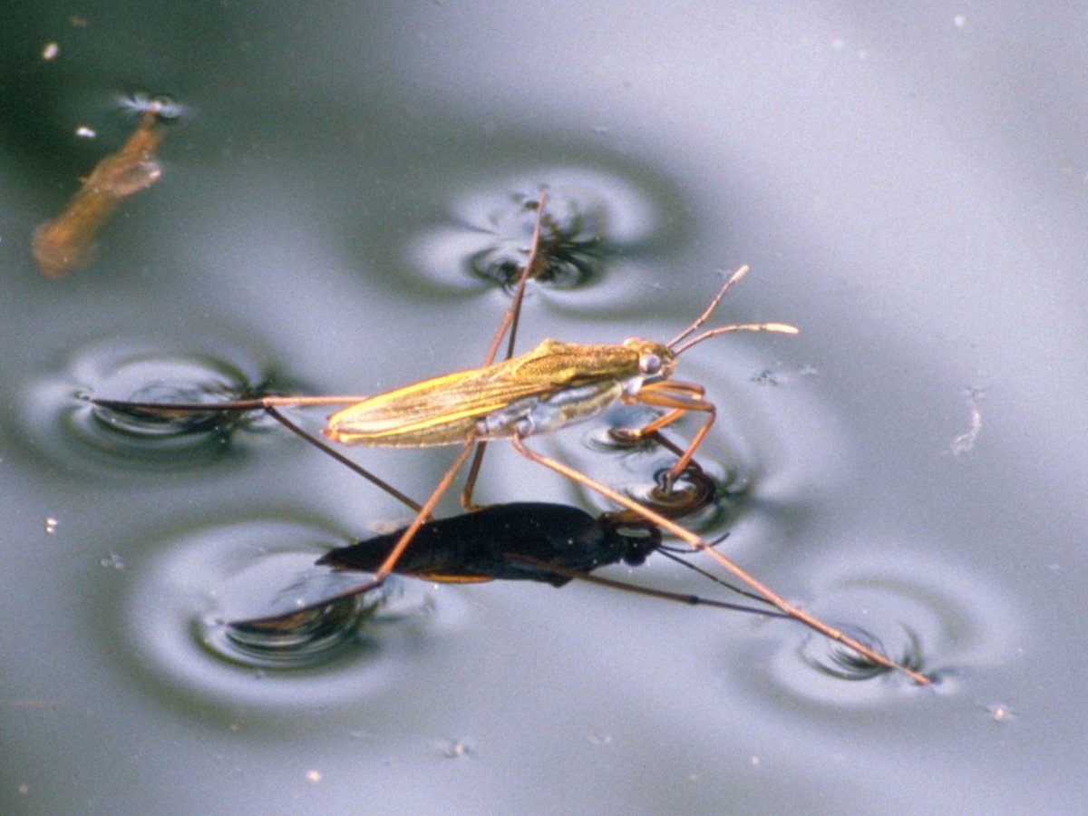 Среда обитания стрекоз
